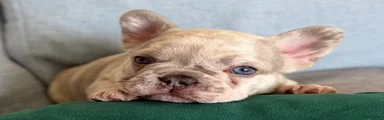 French Bulldog Puppy 1
