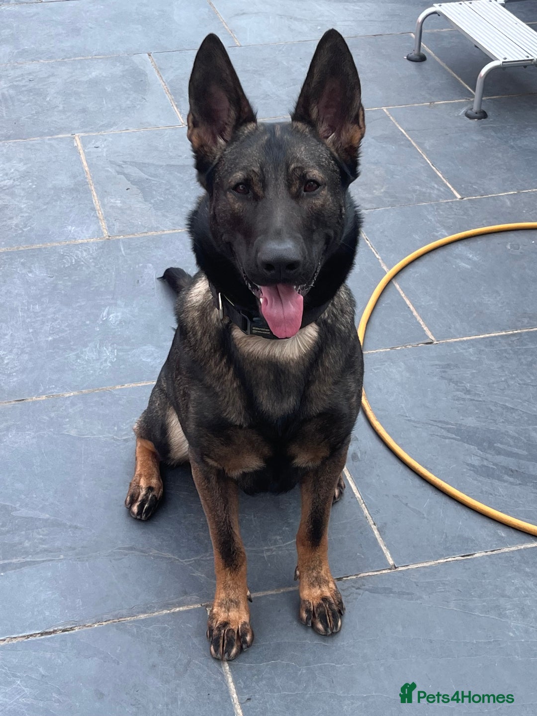 German Shepherd dogs for sale: Last female German shepherd pup kc reg working p - Advert 10