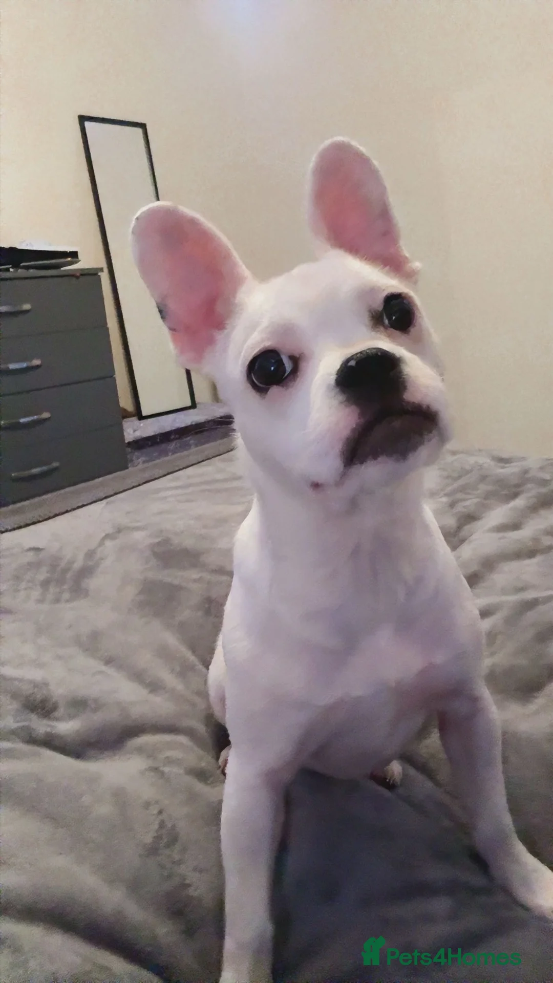 Mixed Breed dogs for sale: Staffy x French bulldog  - Advert 4