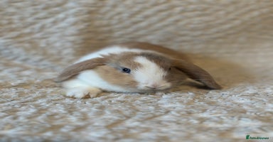 Mini Lop rabbits - Advert 3