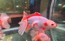Fancy Goldfish fish for sale: Thai pleated goldfish - Image 24