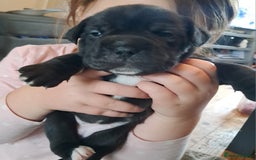 Mixed Breed dogs for sale: Frenchbulldog cross puppies  - Image 6