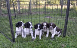 English Springer Spaniel dogs for sale: KC Eng Springer Spaniels [3x Boys Left] - Image 5