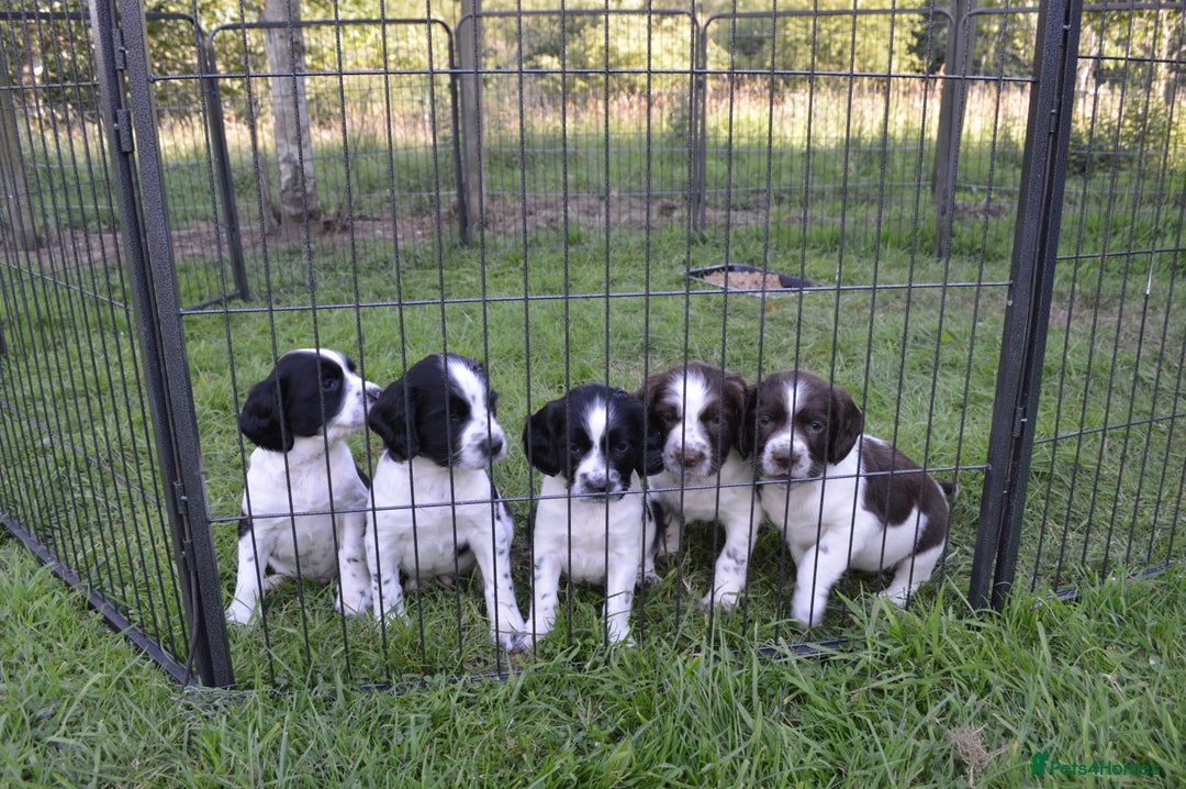 English Springer Spaniel dogs for sale: KC Eng Springer Spaniels [3x Boys Left] - Image 5