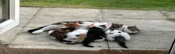 Domestic Shorthair cats for sale: Domestic shorthair cats  - Advert 5