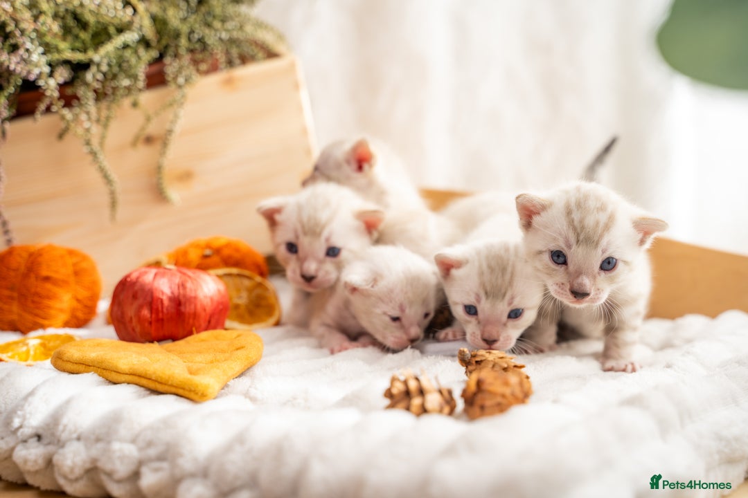 Bengal cats for sale: Pure Snow Bengals-TICA champions pedigree-Stunning - Image 29