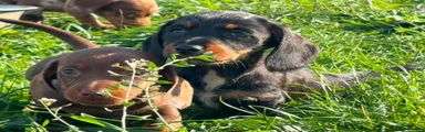 Miniature Dachshund 3