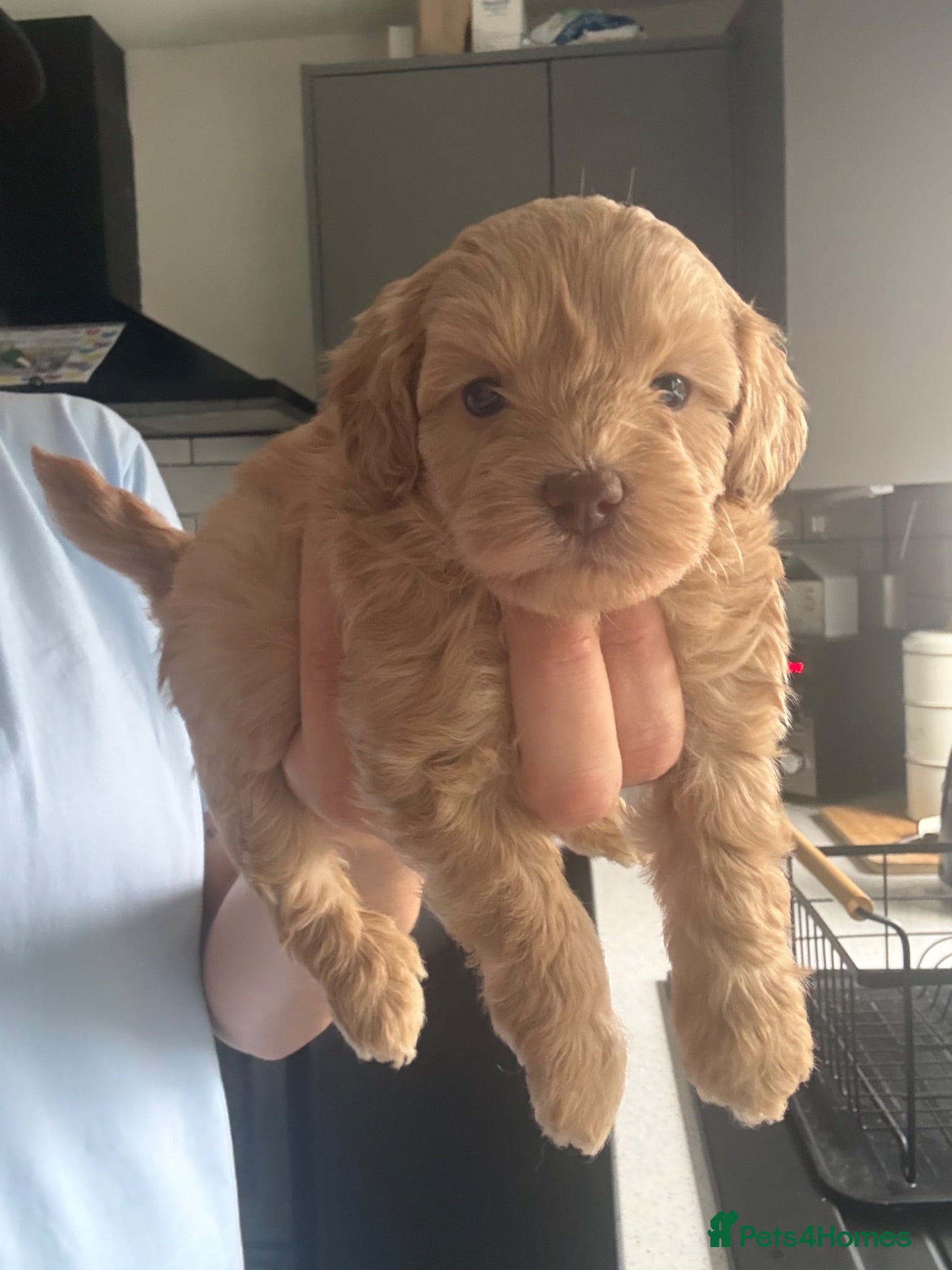 Shihpoo dogs Adorable F1B Shihpoo puppies ready 9/8/26 🧸🤎🐾 - Advert 18