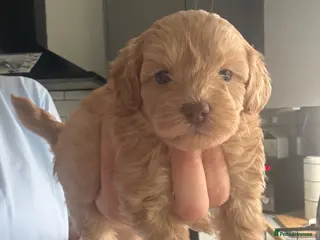 Shihpoo dogs Adorable F1B Shihpoo puppies ready 9/8/26 🧸🤎🐾 - Advert 4