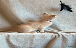 Ragdoll cats for sale: 6 Beautiful Ragdoll x Bengal kittens - Image 19