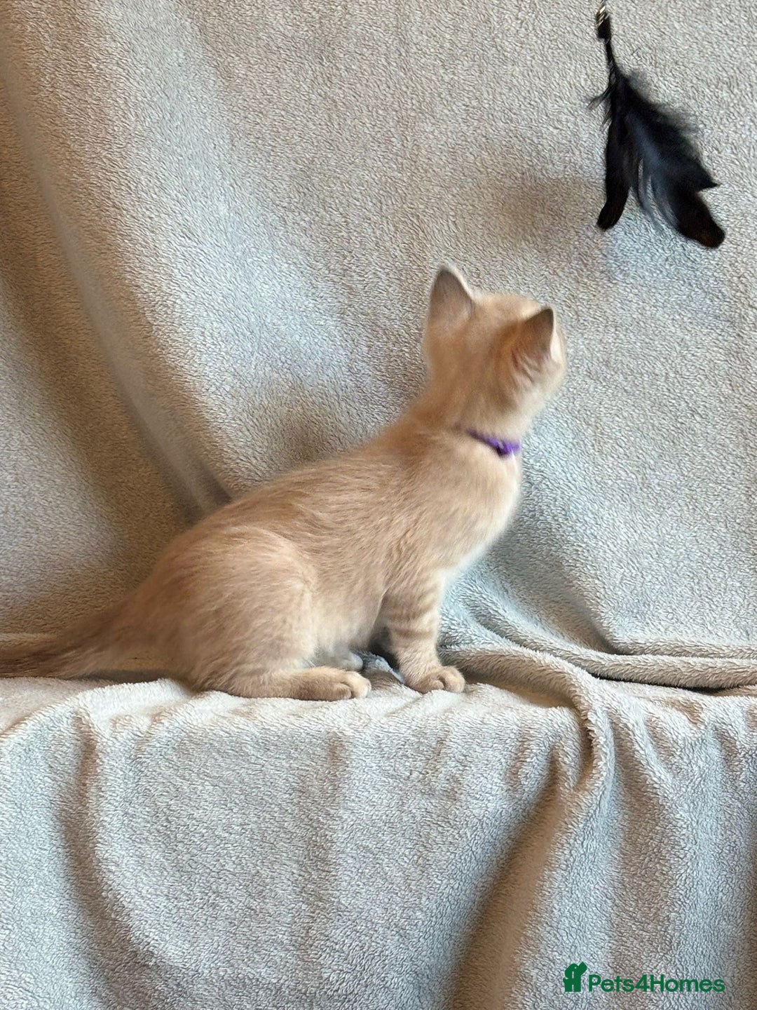 Ragdoll cats for sale: 6 Beautiful Ragdoll x Bengal kittens - Image 19