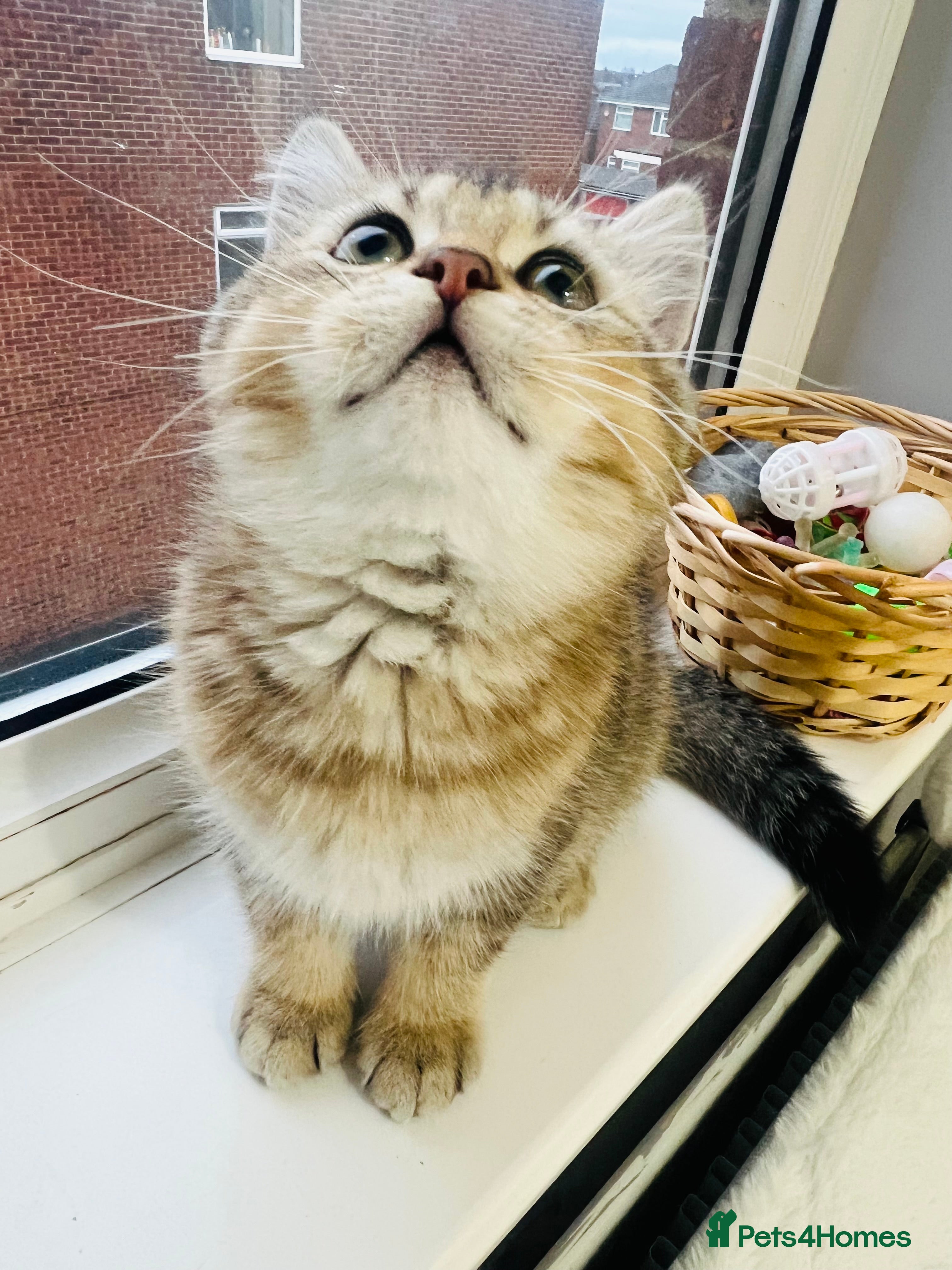 Scottish Fold cats TICA registered Pedigree boy kitten  - Advert 5