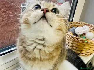 Scottish Fold cats TICA registered Pedigree boy kitten - Advert 5