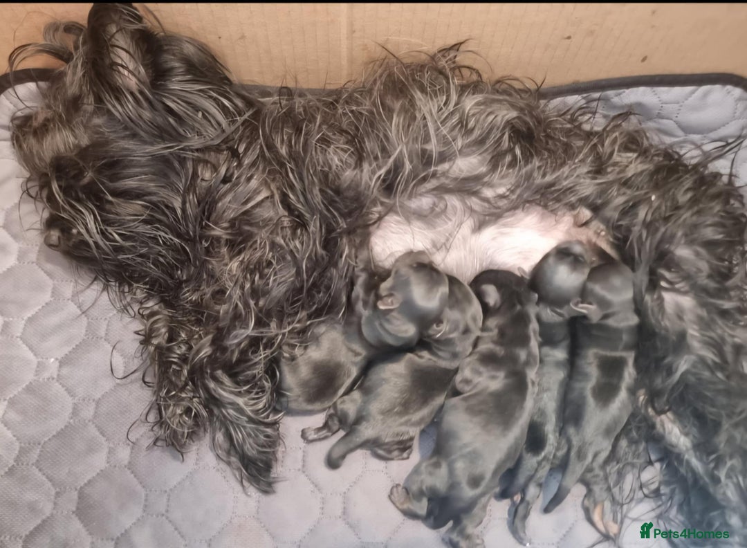 Yorkshire Terrier dogs for sale: Yorkshire Terrier  - Advert 10