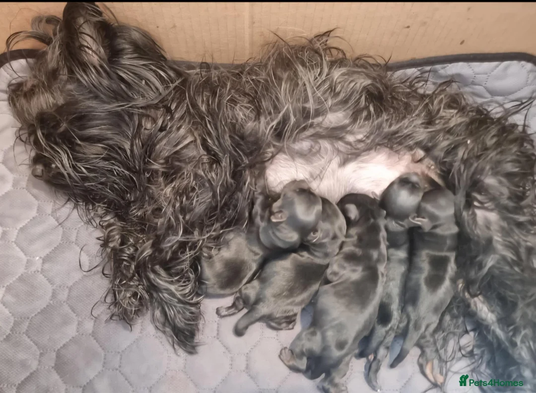 Yorkshire Terrier dogs for sale: Yorkshire Terrier  - Advert 15