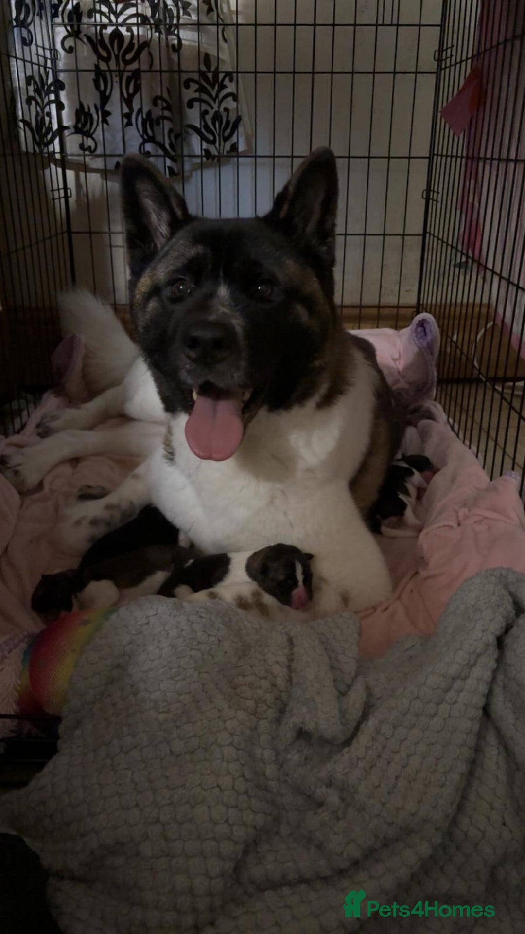 Akita dogs for sale: Female American akita - Advert 3