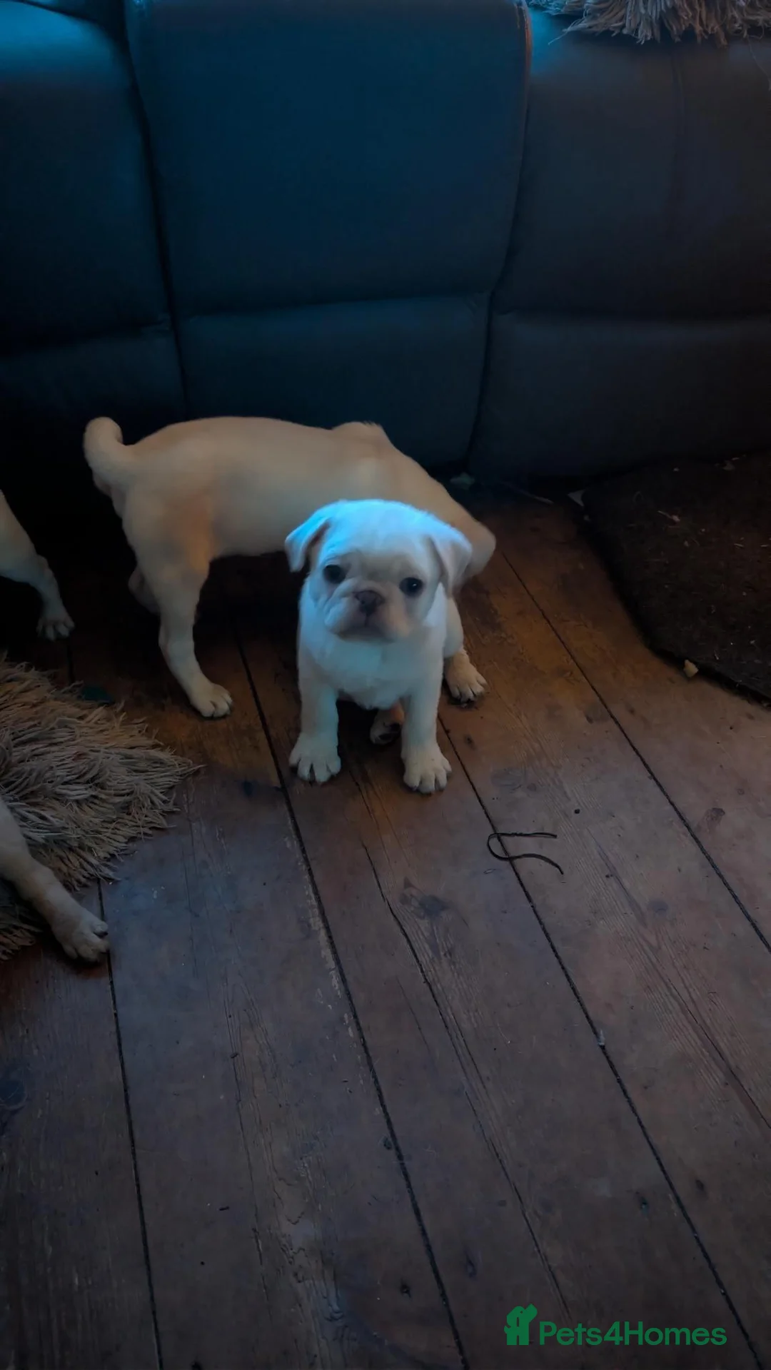 Pug dogs for sale: 5 Pug Puppies for sale - Advert 9