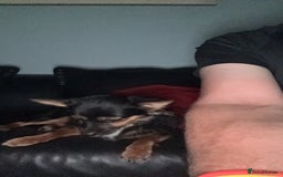 Pomchi dogs for sale: Gizmo - Image 2