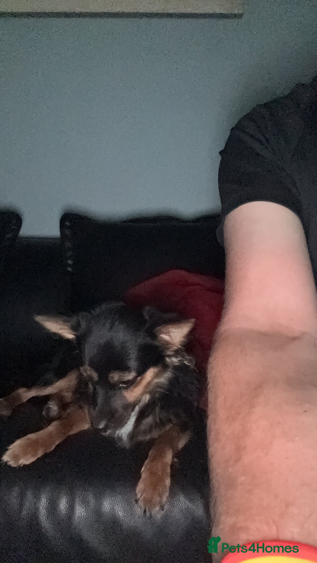 Pomchi dogs for sale: Gizmo - Image 2