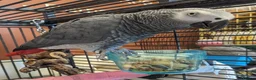 Parrots birds for sale: Amazing African gray parrots available  in Manchester - Advert 2