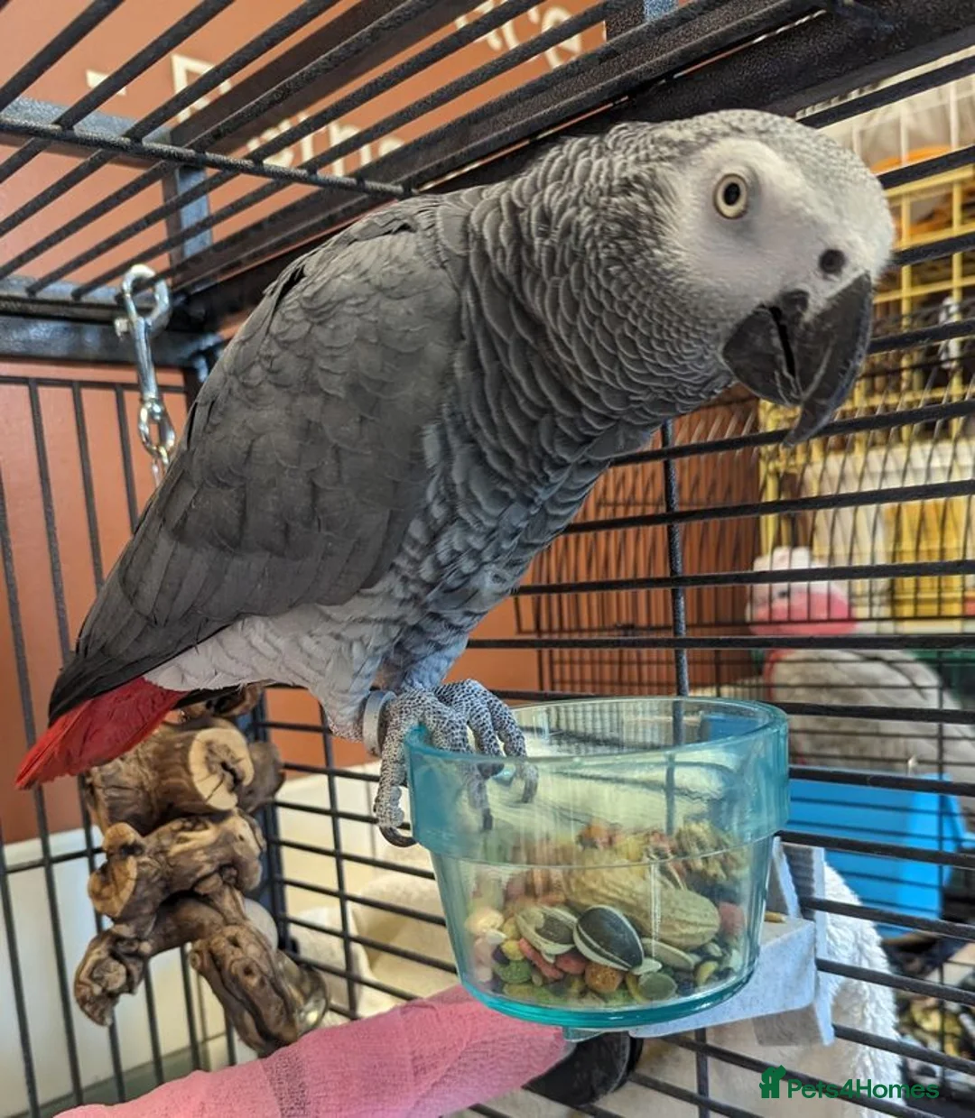 Parrots birds for sale: Amazing African gray parrots available  in Manchester - Advert 2