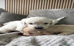 Golden Retriever dogs for sale: Golden puppies  - Image 8