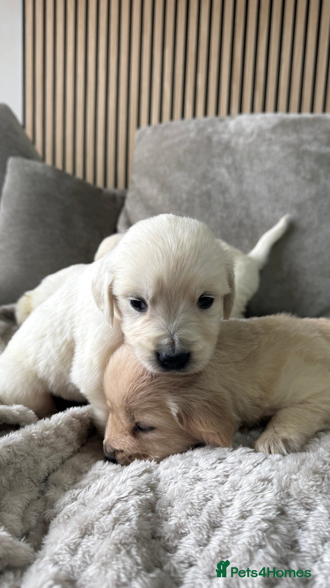 Golden Retriever dogs for sale: Golden puppies  - Image 8