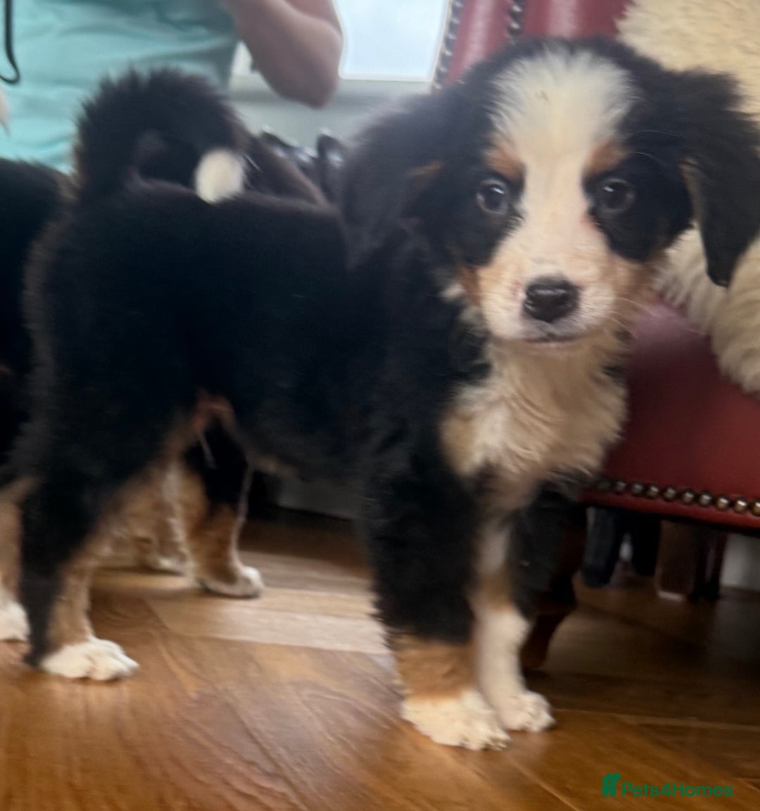 Bernese Mountain Dog dogs for sale: Bernese Mountain Dog Pups  - Advert 19