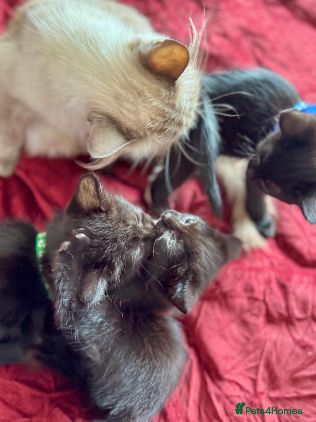 Ragdoll cats for sale: Ready now Ragdoll cross fluffy kittens 🐈‍⬛  - Image 3