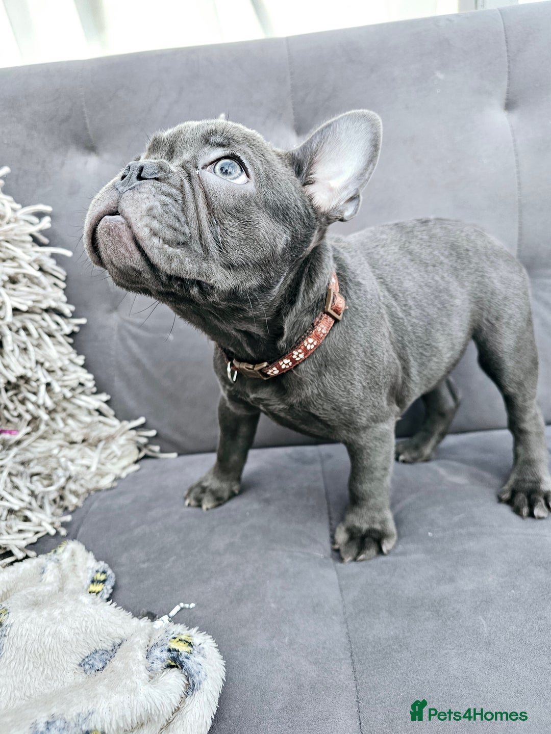 French Bulldog dogs for sale: French bulldog puppies  - Advert 15