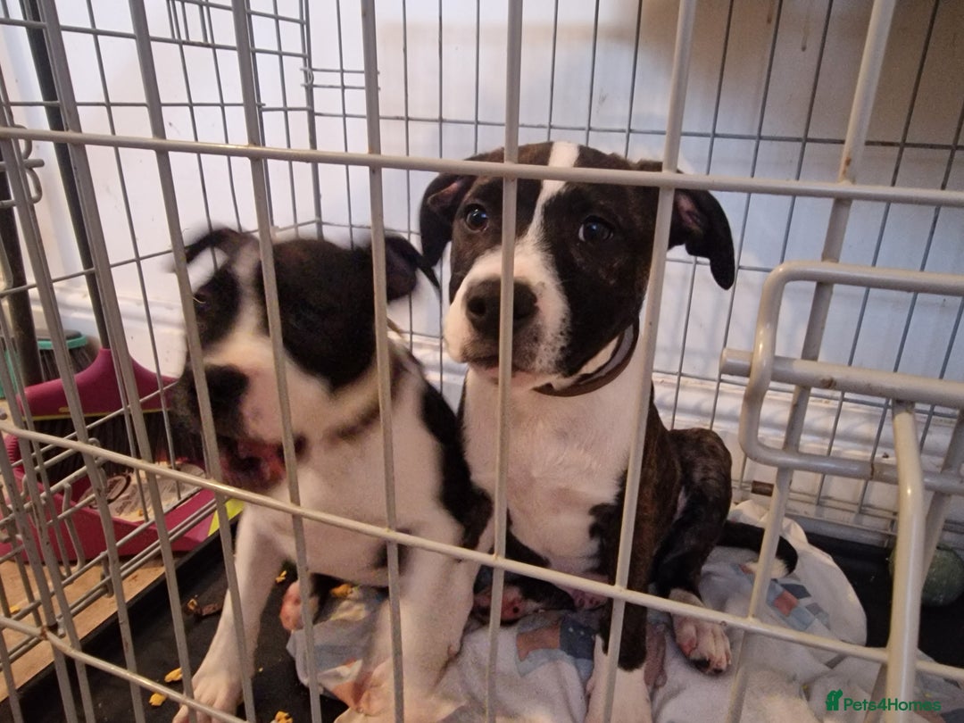 Mixed Breed dogs for sale: Pups  - Image 8