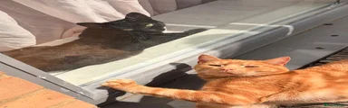 Ginger boy