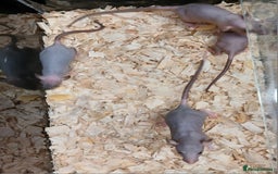 Rat rodents for sale: Baby Dumbo Rats Females  - Image 17