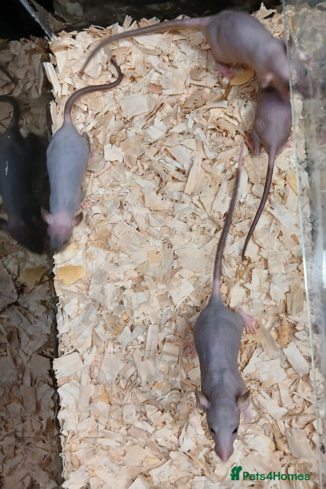 Rat rodents for sale: Baby Dumbo Rats Females  - Image 17