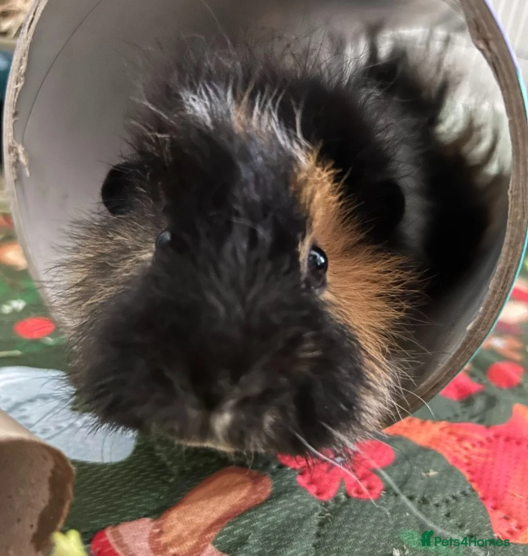 Guinea Pig rodents for sale: Gerald - 5 month old  - Advert 3