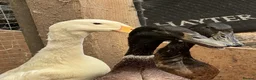 Ducks poultry for sale: 3 Runner X Drakes For Sale  - Advert 1