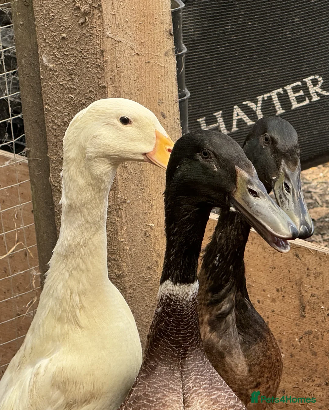 Ducks poultry for sale: 3 Runner X Drakes For Sale  - Advert 1