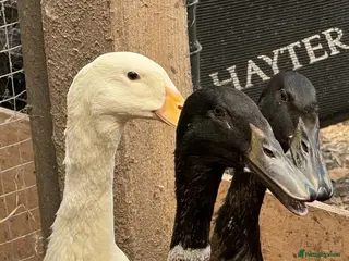 Ducks poultry 3 Runner X Ducks For Sale - Advert 13