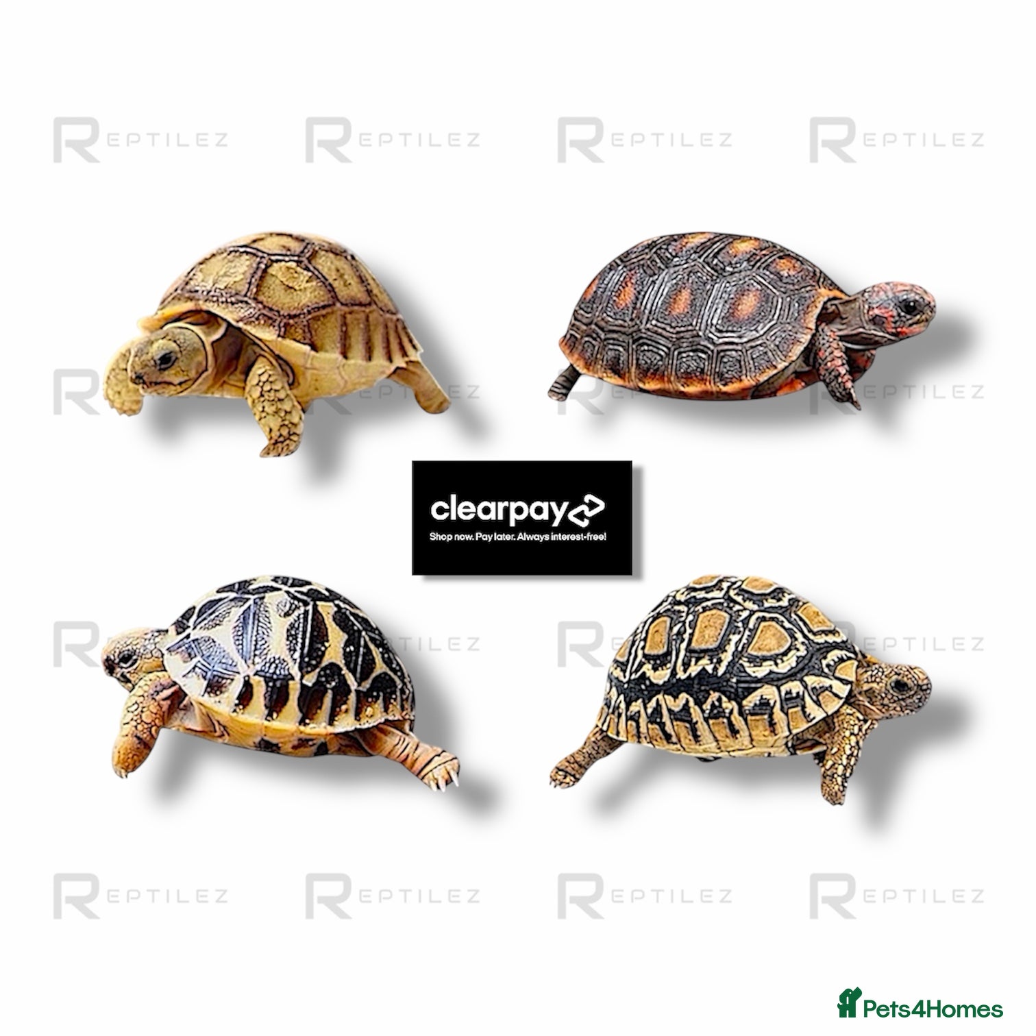 Tortoise reptiles TORTOISE BABIES - Advert 2
