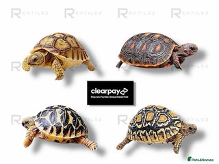 Tortoise reptiles TORTOISE BABIES - Advert 2