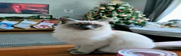 Ragdoll cats for sale: Chunky Female Mitted Ragdoll Kitten – Ready Now 🩷 - Advert 9