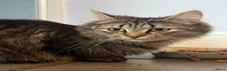 Siberian cats for sale: Siberian girl - Advert 12