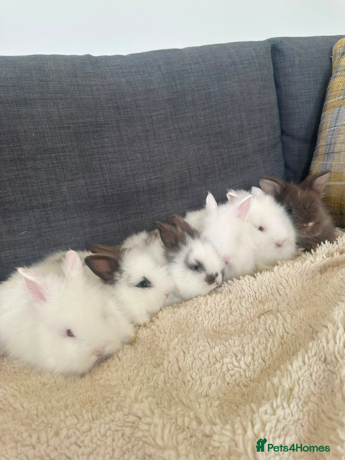 Lionhead rabbits Beautiful Baby Lionhead Bunnies  - Advert 1
