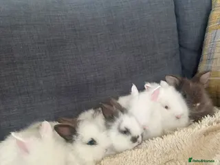 Lionhead rabbits Beautiful Baby Lionhead Bunnies - Advert 2