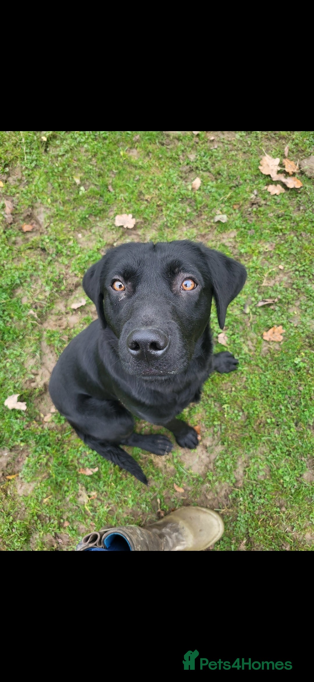 Labrador Retriever dogs for sale: Black labrador male part trained  - Advert 3