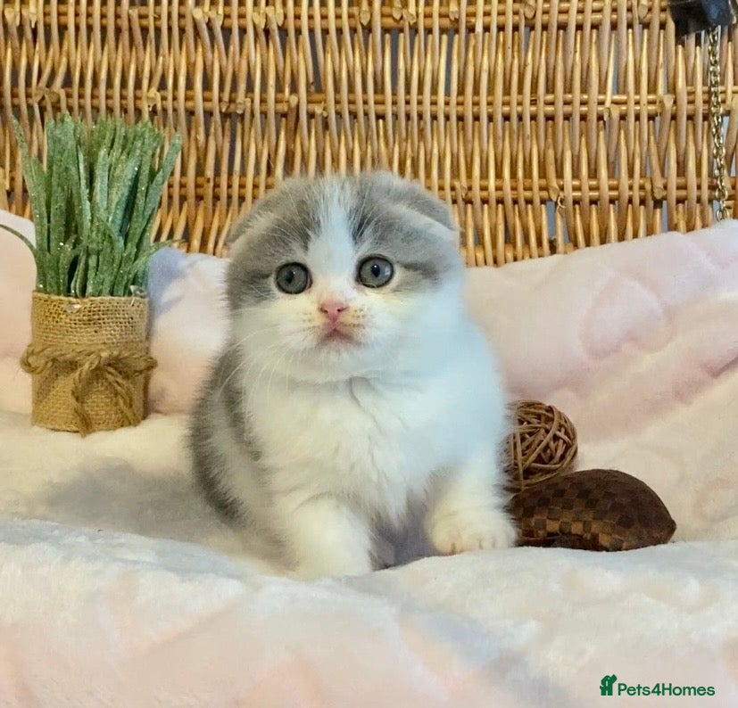 Scottish Fold cats 🧸😻CHAMPION LINE TICA ACTIVE SCOTTISH/BSH😻🧸 - Advert 1