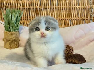 Scottish Fold cats 🧸😻CHAMPION LINE TICA ACTIVE SCOTTISH/BSH😻🧸 - Advert 1