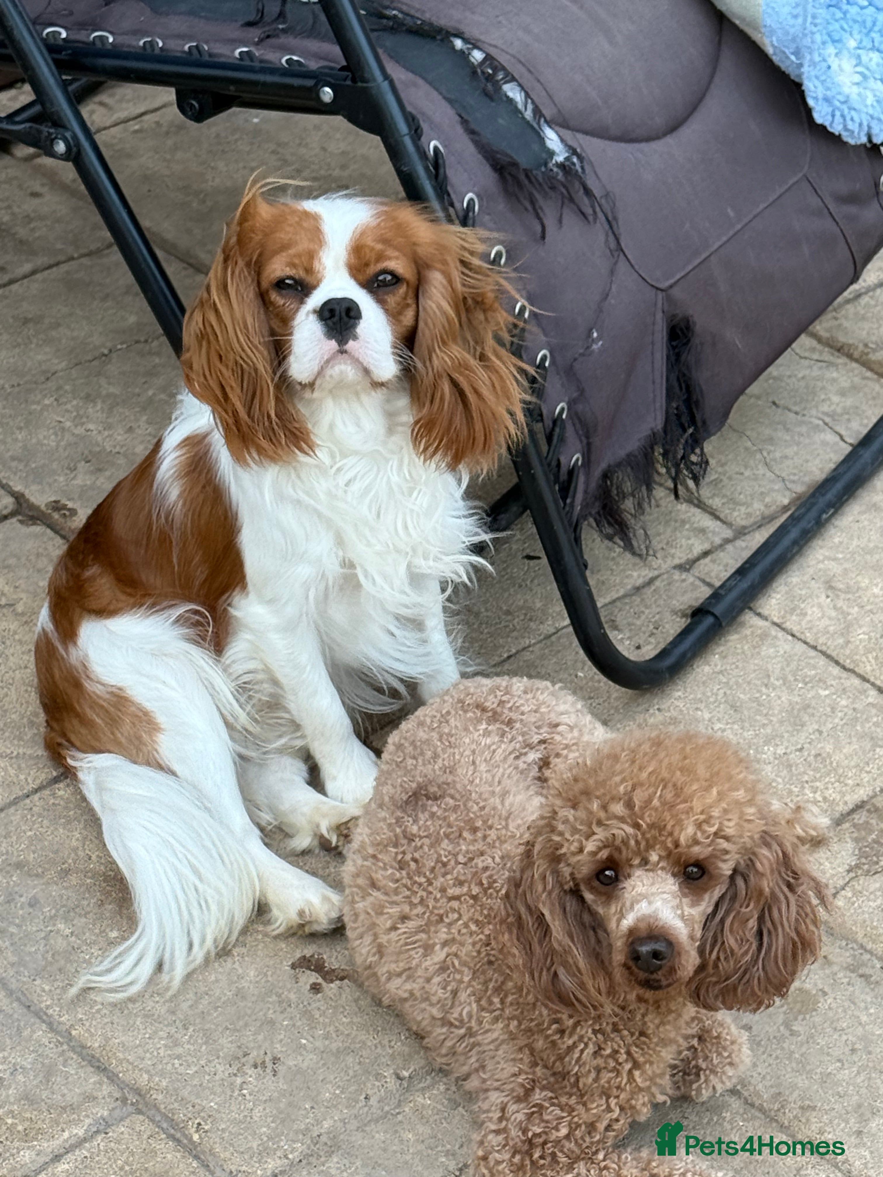 Cavalier King Charles Spaniel dogs Adult Blenheim cavalier 18 months old entire male. - Advert 1