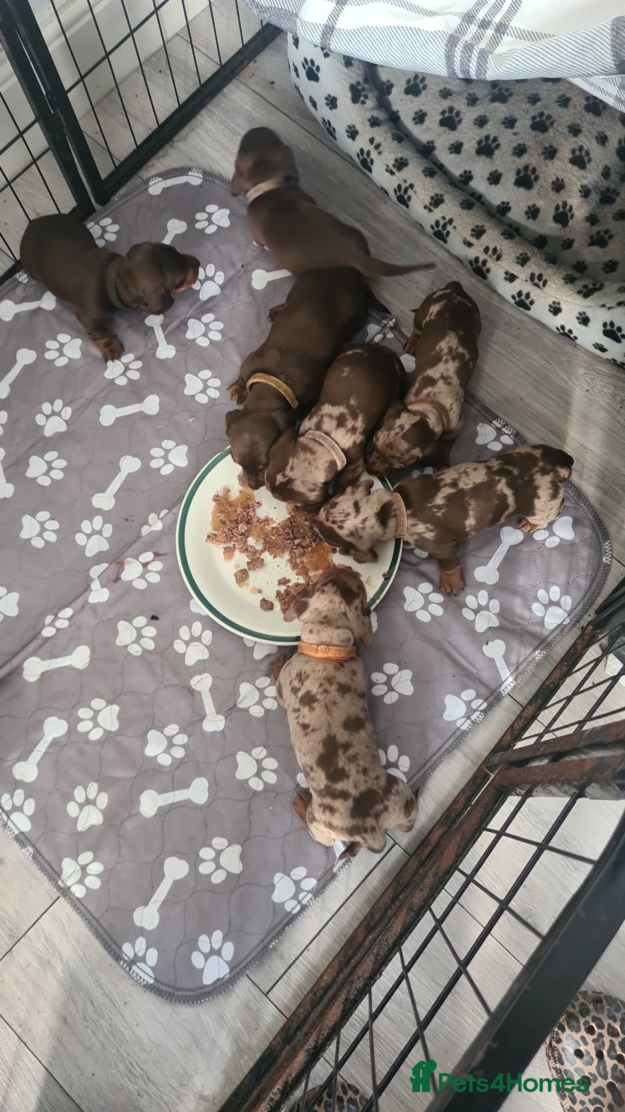 Miniature Dachshund dogs for sale: 4 left looking for their forever home 🏡  - Advert 2