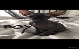 Sphynx cats for sale: Sphynx kittens  - Image 2